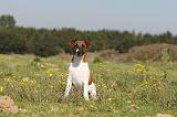 FOX TERRIER POIL LISSE 148